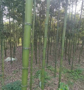 竹苗