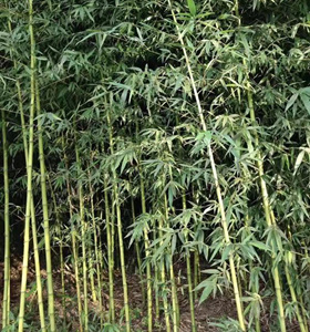 墨竹