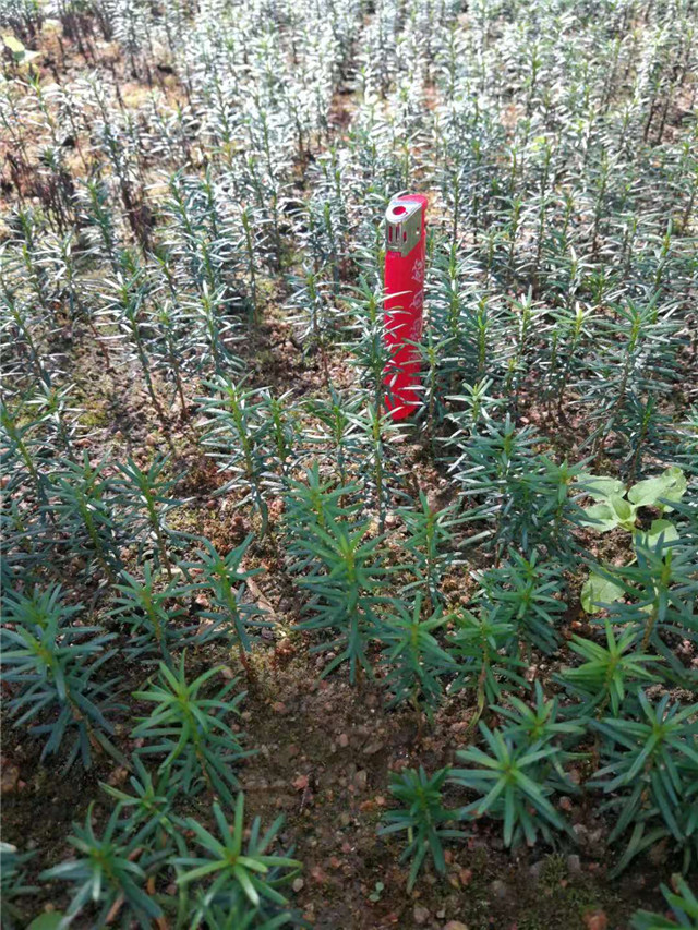 东北红豆杉苗