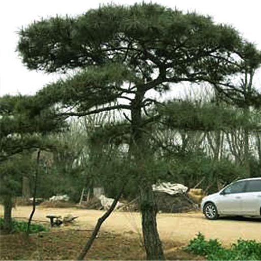 元宝枫