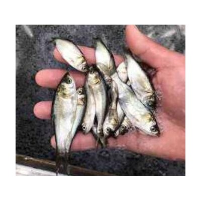鲈鱼苗