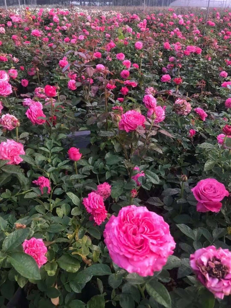 欧洲月季花