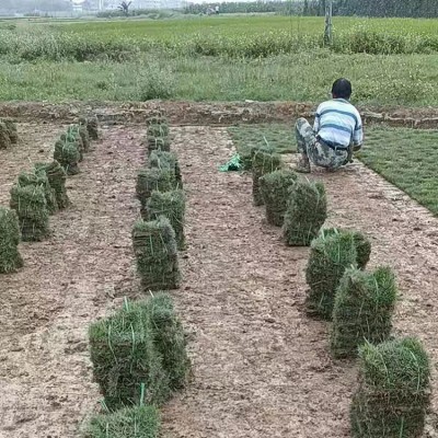 优质草皮