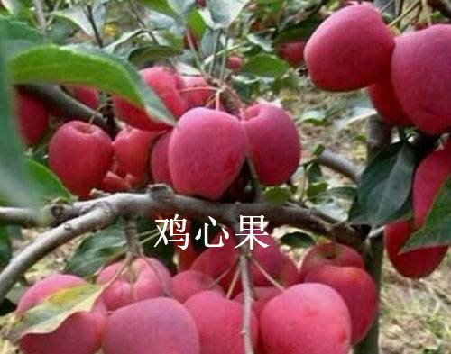 龙丰果